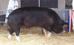 berkshire pork