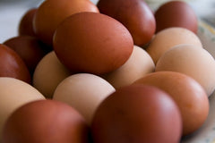 Brown Chicken Eggs